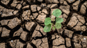 arvores-cultivadas-em-solo-seco-rachado-e-seco-na-estacao-seca-aquecimento-global
